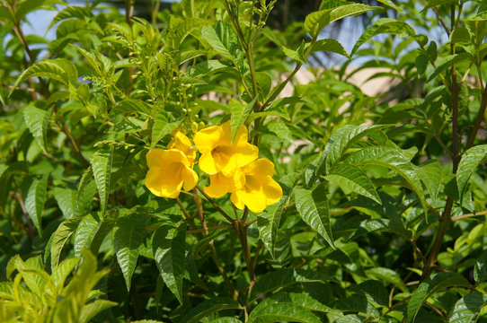tecoma stans or yellow bells or ginger-thomas yellow flowers 