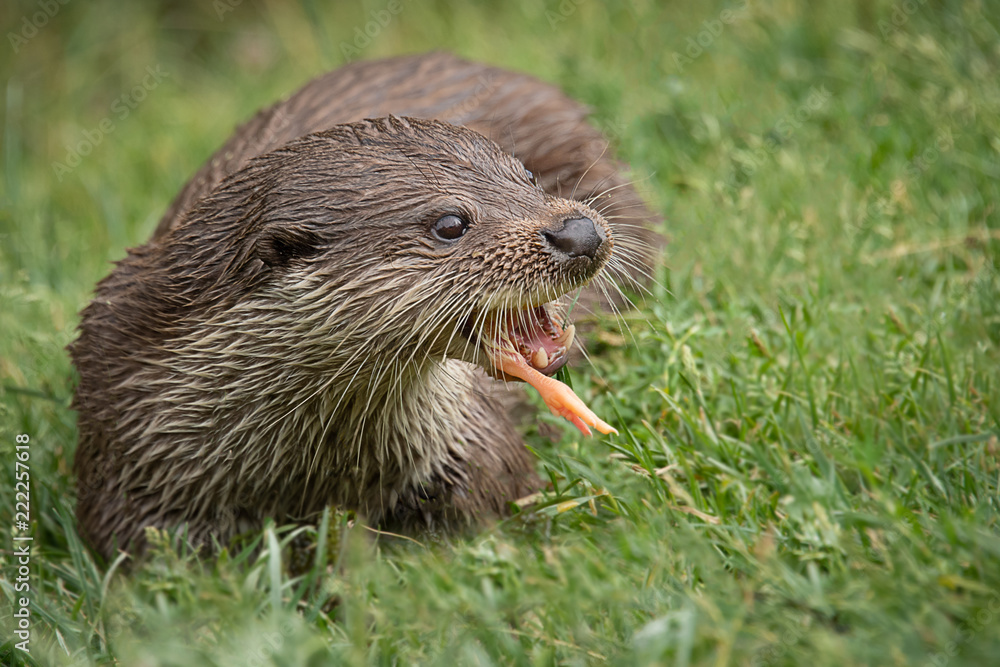 Poster a close up front view of an otter eating. the otter is feeding on a chick and the leg is visible fro