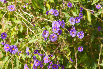 Lycianthes rantonnetii or blue potato bush