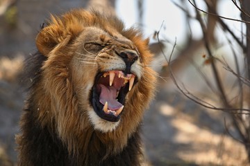 Portrait masculin de grand lion dans la lumière chaude. Animal sauvage dans l& 39 habitat naturel. La faune africaine. C& 39 est l& 39 Afrique. chef des Lions. Roi Lion. Panthera leo.