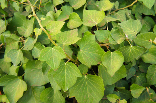 Hedera algeriensis green creeping ivy plant