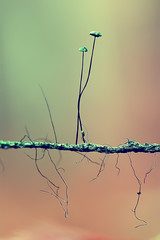 small mushrooms macro / nature forest, strong increase in poisonous mushrooms mold