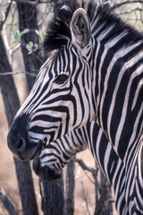 Fototapeta na wymiar Plains Zebra (Equus burchellii), Kruger National Park, Mpumalanga, South Africa 