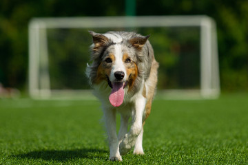 Border Collie breed dog for a walk on a summer sunny day