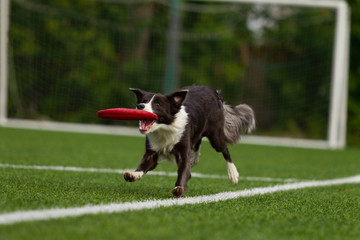 Border Collie breed dog for a walk on a summer sunny day