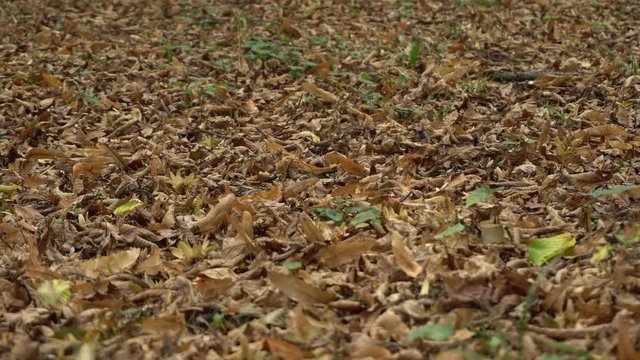 View of the leaves of a Fagus orientalis beech tree, lying on the ground in a foothill park, Nalchik, North Caucasus