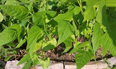 Hochbeet, Buschbohnen