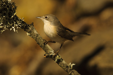 Subalpine warbler (sylvia cantillans) portrait