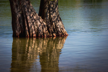 Tree and Reflection at Clear Lake