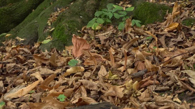 Close-up of brown leaves and tree roots of beech Fagus orientalis in a foothill park, Nalchik, North Caucasus