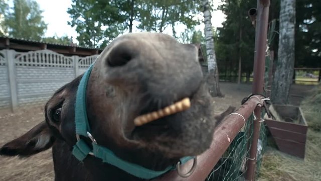 Two donkeys make funny faces and looking at camera