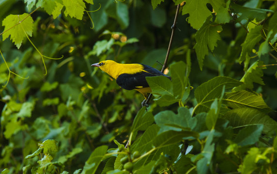 bird on branch, golden oriole, male