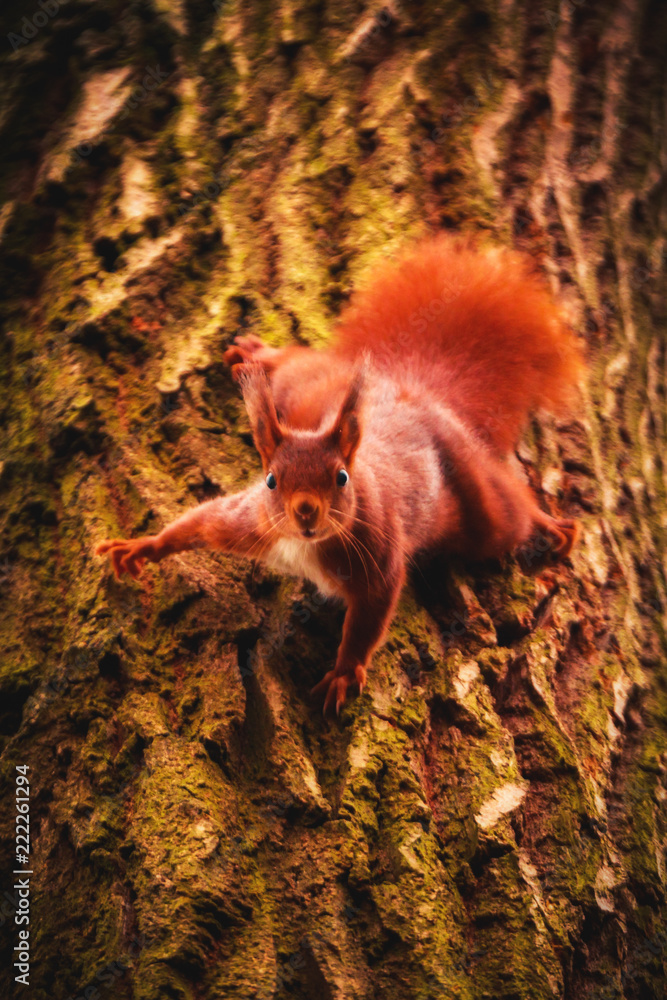 Sticker Eichhörnchen (Sciurus vulgaris)