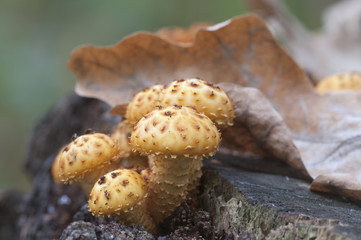 Pholiota aurivella mushroom