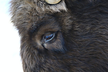 Bison d& 39 Aurochs dans la nature / saison d& 39 hiver, bison dans un champ enneigé, un grand taureau bufalo