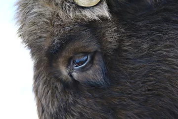 Muurstickers Oerosbizon in de natuur / winterseizoen, bizon in een besneeuwd veld, een grote stierbufalo © kichigin19