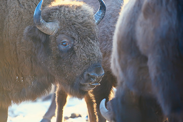 Aurochs bison in nature / winter season, bison in a snowy field, a large bull bufalo