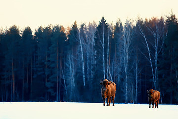 Aurochs bison in nature / winter season, bison in a snowy field, a large bull bufalo