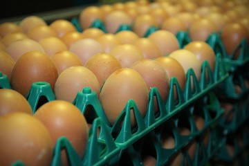 Eier-Produktion