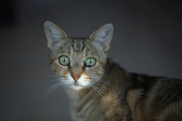 Portrait of a beautiful proud pockmarked cat with green eyes close-up
