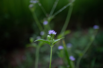 flower purple.