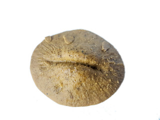 Cyclolites, coral fossil © Arousa