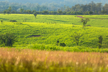 Fototapeta na wymiar Thung Salaeng Luang National Park on Sun Shines in the Morning.
