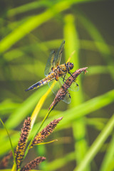 Vierfleck (Libellula quadrimaculata)