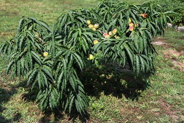 Compact dwarf peach tree