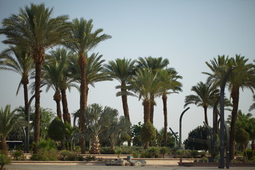 palms against the sky in the central park of Eilat Israel