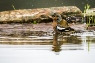 Birds, bathing, reflection, fight, food