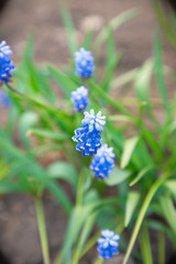 flowers on blue background