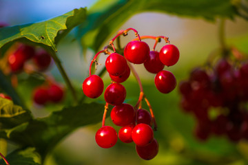 Red bright viburnum berries on a background of leaves and blue sky