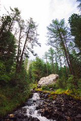 Fast water stream in wild mountain creek in terrain of Shavlinsky Lakes in Altai. Green forest landscape. Rich vegetation and big stone near brook.