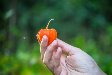 Orange bright physalis, similar to the heart in female hands against the background of green grass in the field