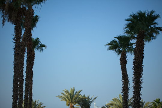 palms against the blue sky