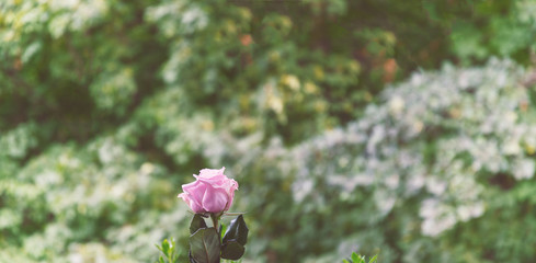 Rose vor grün, Panorama