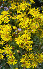 Jakobskreuzkraut; Kreuzkraut; Senecio; jacobeae