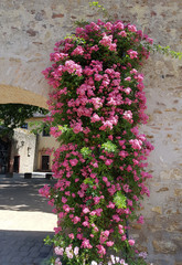 Naklejka premium Kletterrose, Maria Lisa