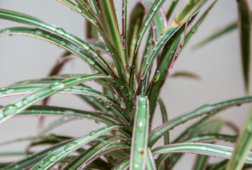 Dracaena plant with drops of water on the leaves in the bath.