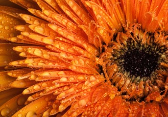 Orange Gerbera Daisy with Water Drops