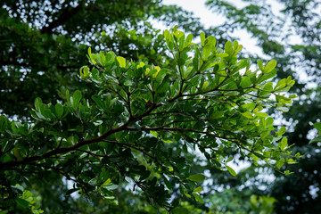 แผ่บารมีสีเขียว