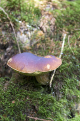 The white Summer Boletus in the Forest