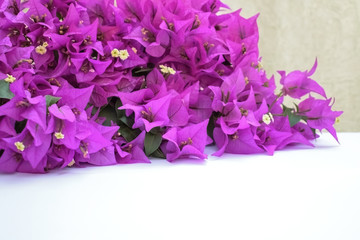 Pink Bougainvillea flowers in bloom