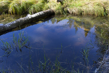 Wild Landscape about Creek Kremelna, Sumava, mountains in south Czech