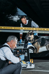 mature policeman sitting with case for investigation tools while his colleague with alsatian on...