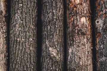 Nahaunahme von Baumstämmen