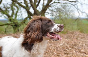 Head shot of liver and white sprocker spaniel alert and ready for action. 