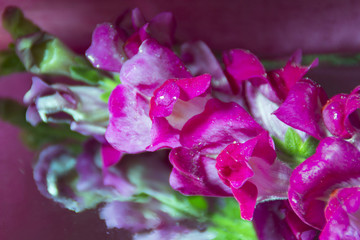 pink flower close-up on a pink, claret background with drops of dew on leaves