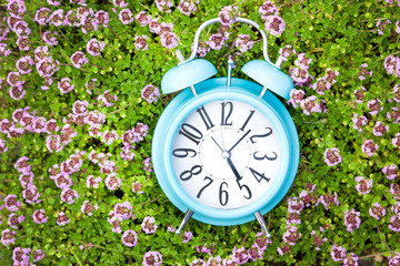Alarm clock, blue clock in green grass and thyme